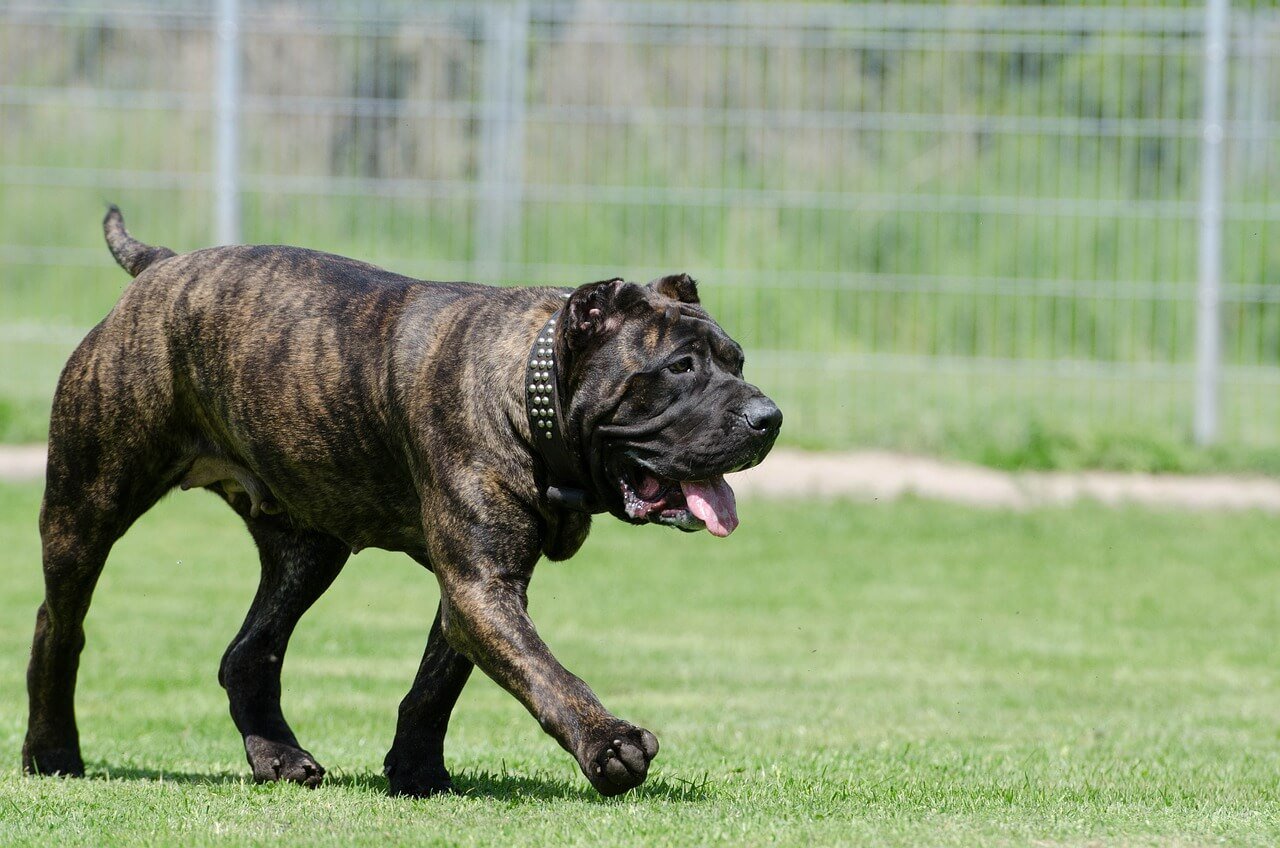 Why Wont My Dog Pee? Best 7 Behavior Tips!