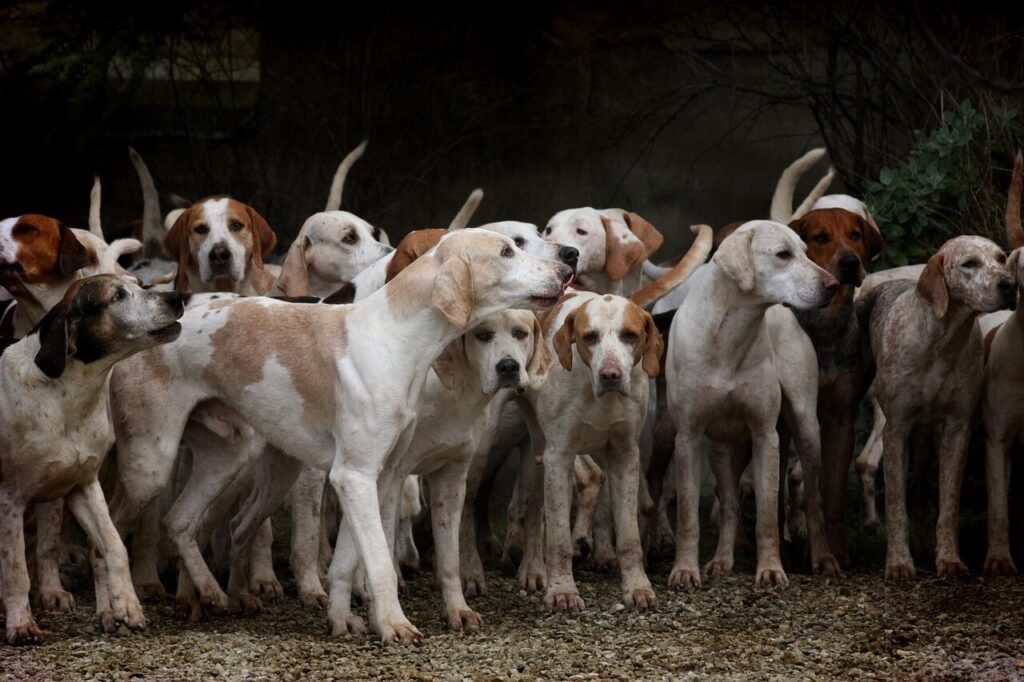 Hair in Dog Poop: Best 7 Health Tips!