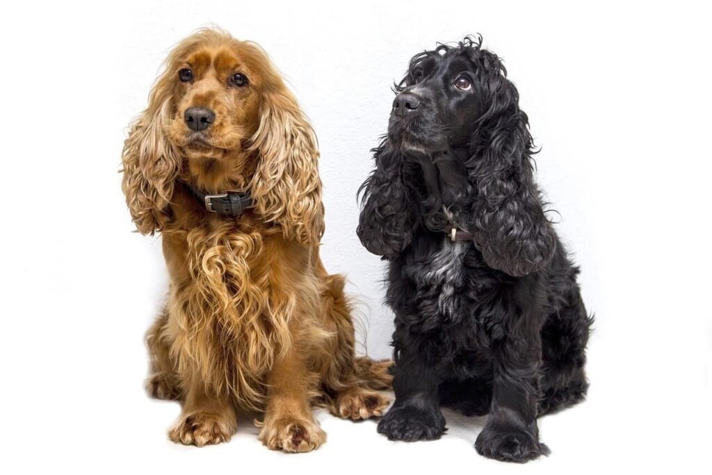 Why Does My Dog Only Eat When Im Home? Best 7 Expert Tips!