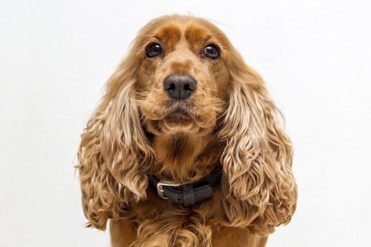 Signs Your Dog is Protective of You: Best 7 Behavior Tips!