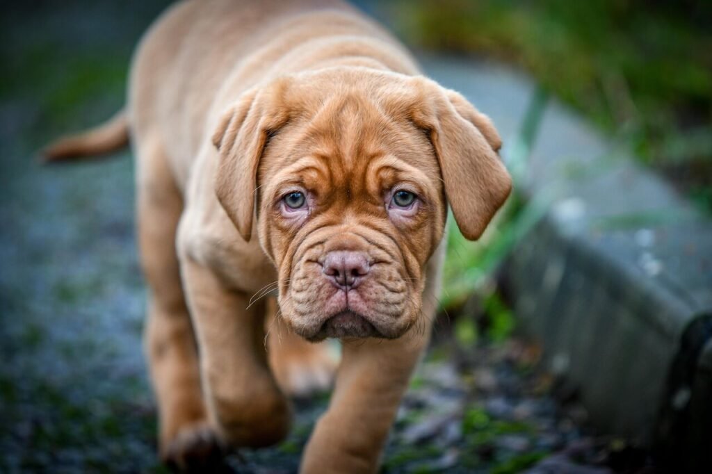 Why Is My Dog Licking Its Nose So Much? Best 7 Behavior Tips