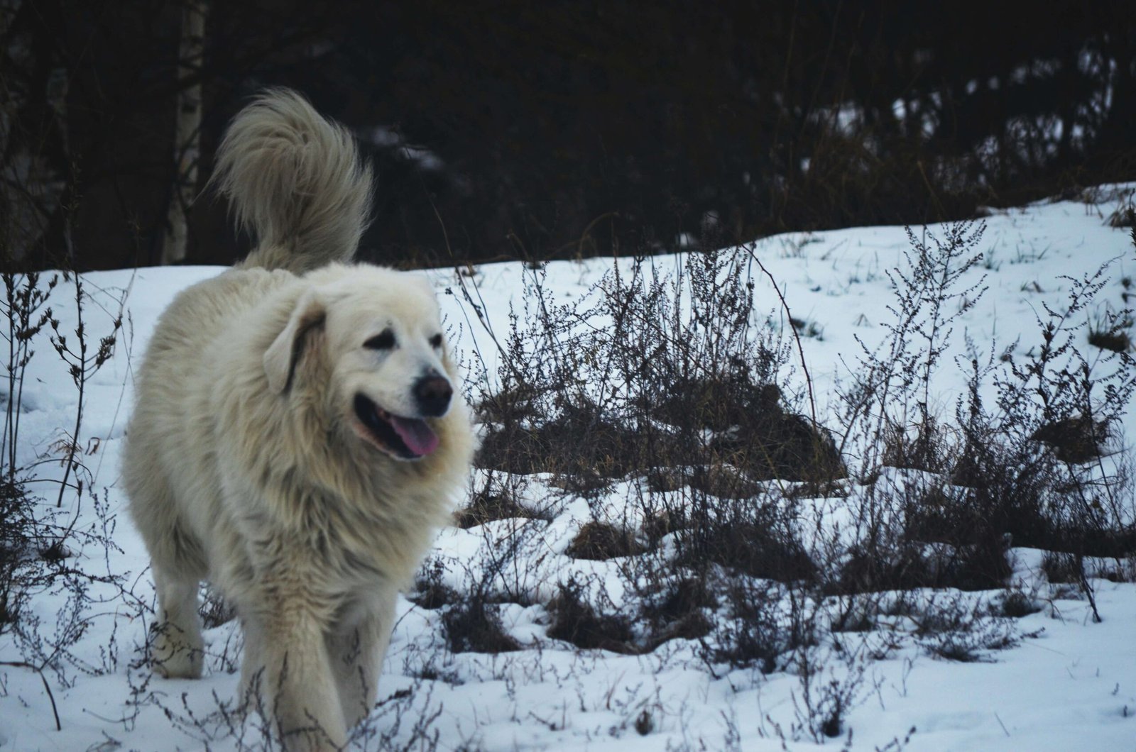 Discover the Majestic Tatra Shepherd Dog: Best 7 Tips!
