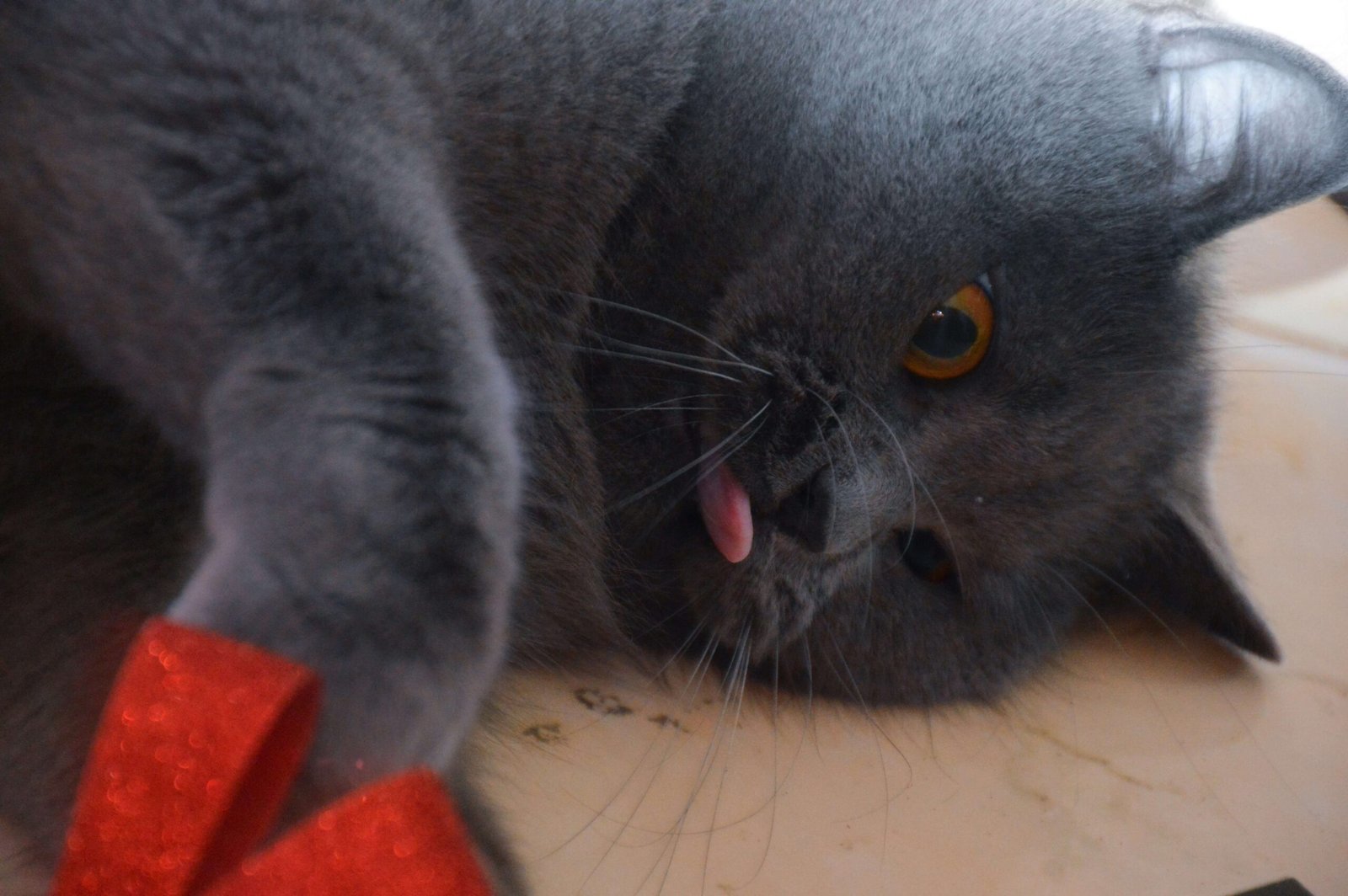 Are Pothos Plants Toxic to Cats? Best 7 Health Tips!