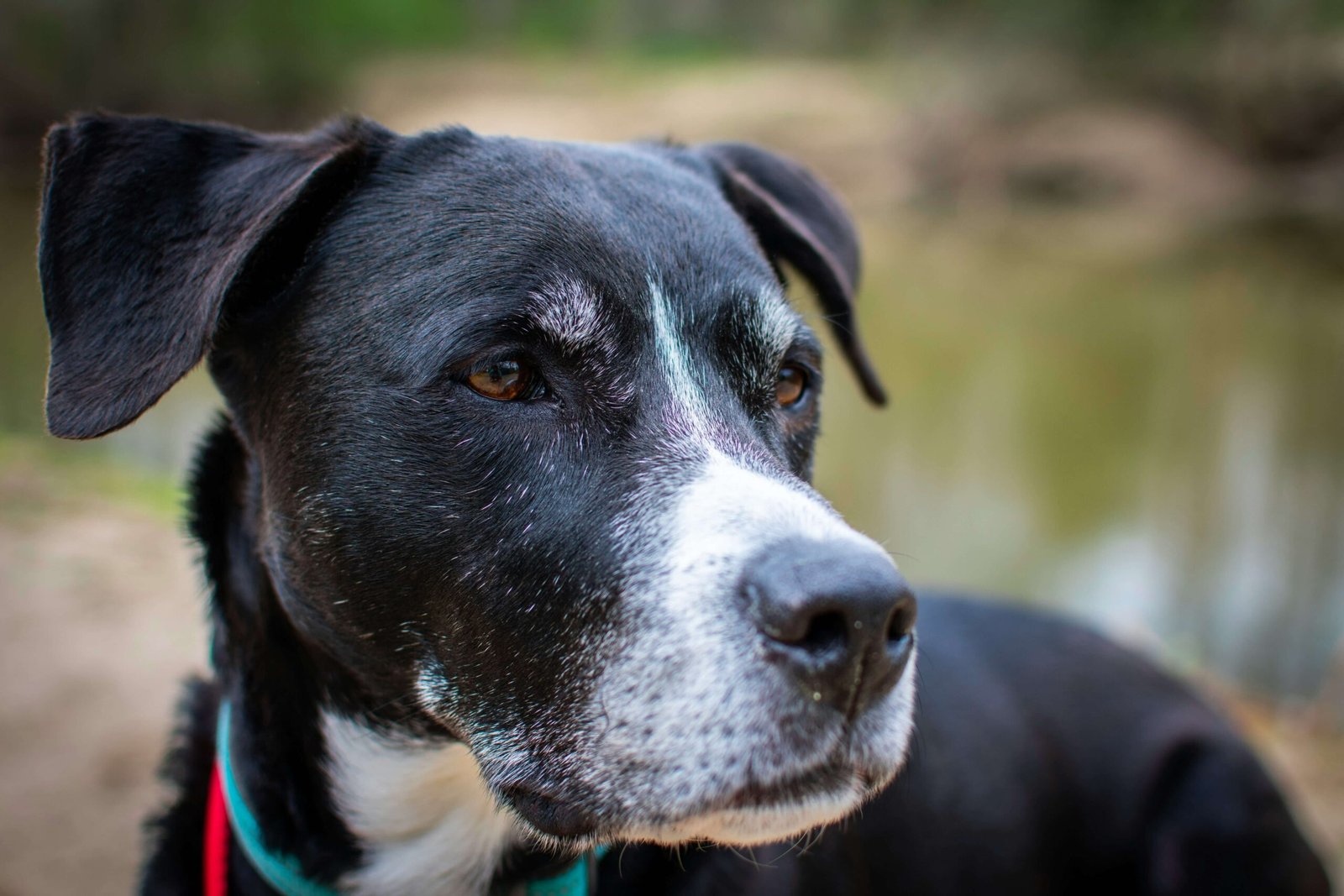 Understanding Littermate Syndrome in Dogs: Best 7 Tips!