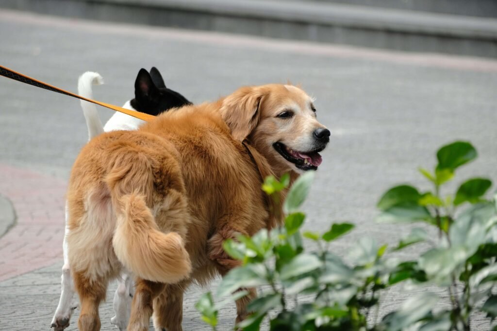 Understanding Salivary Mucocele in Dogs: Best 7 Tips!