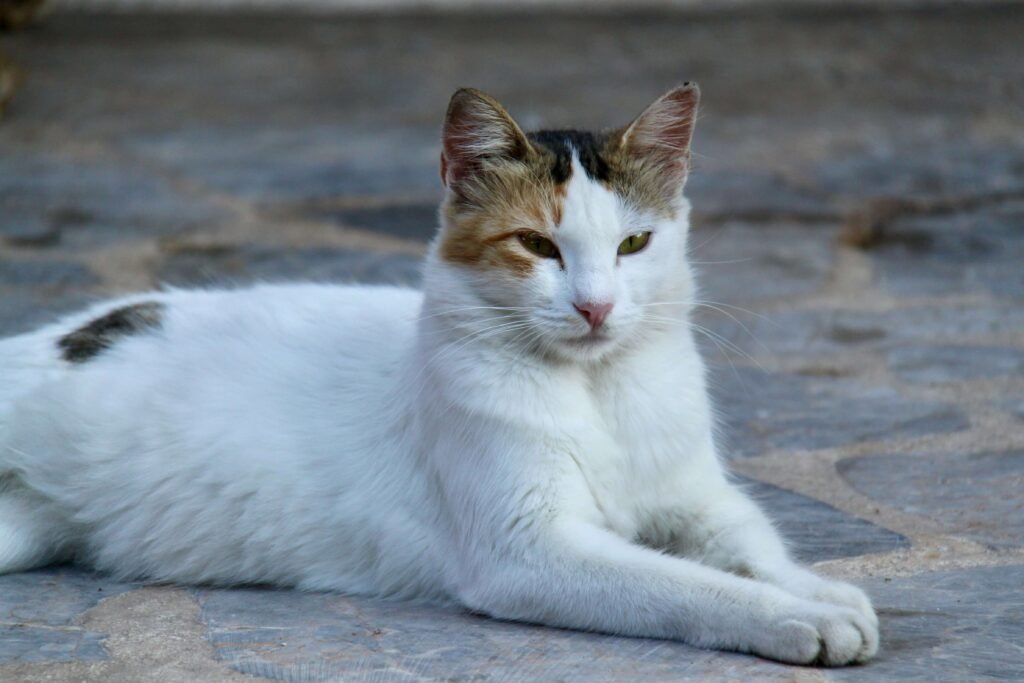 Why Is My Cat Peeing on My Clothes? Best 7 Behavior Tips!