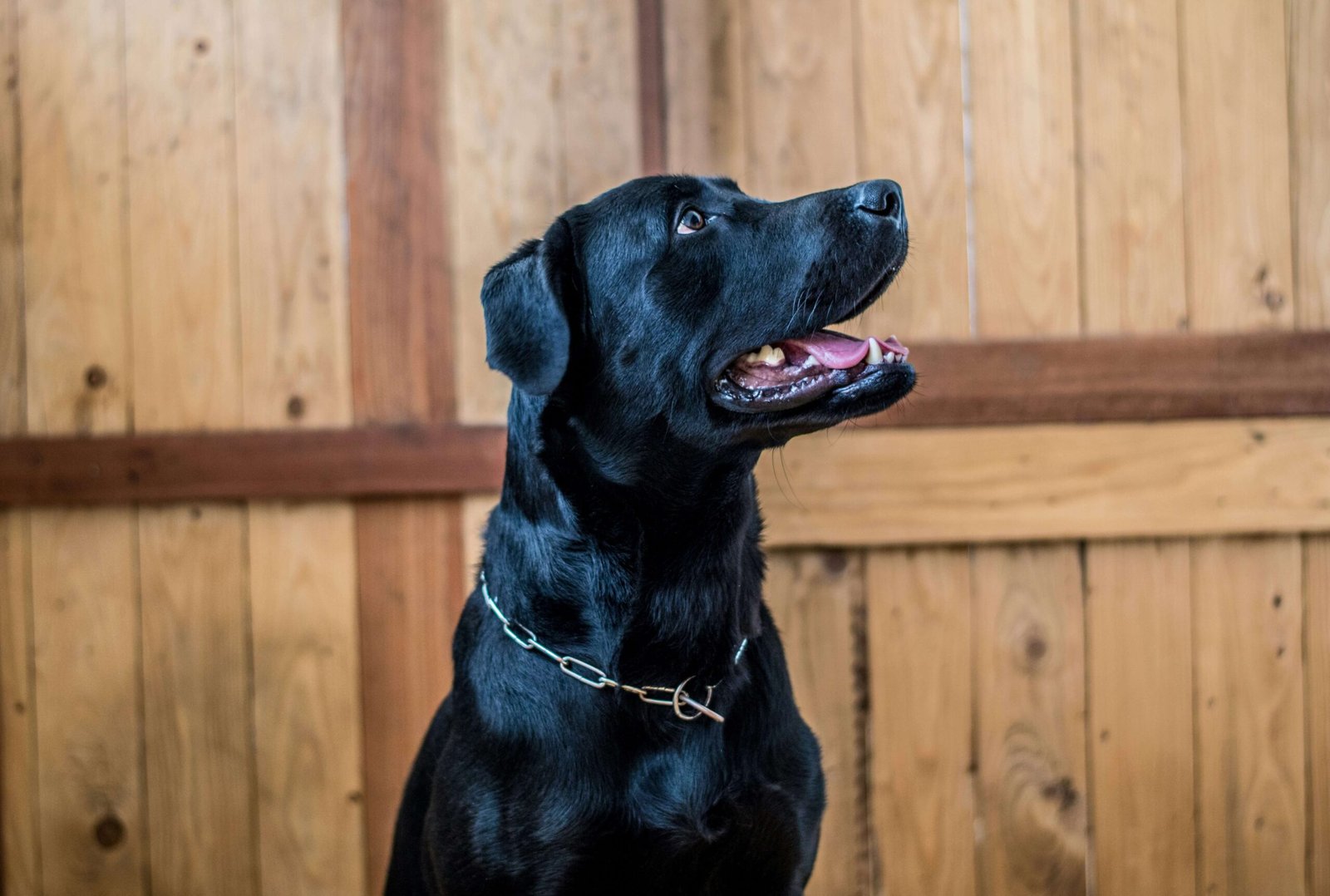 How to Moisturize Dog Paws Naturally: Best 7 Health Tips!