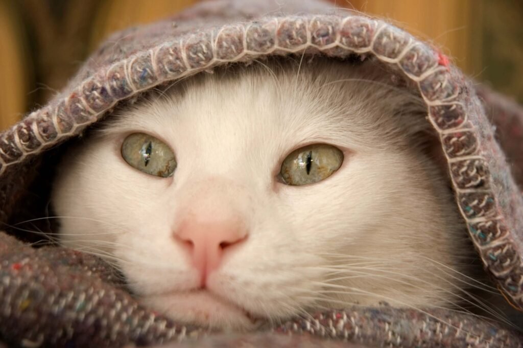 Understanding Cat Leaking Urine While Resting: Best 7 Tips!