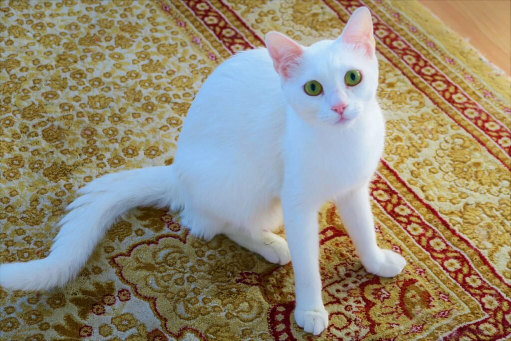 Why Does My Cat Guard Me When I Pee? Best 7 Expert Tips!