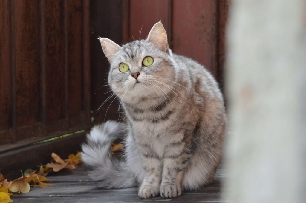 Cat Gave Birth to One Kitten but Still Looks Pregnant: Best 7 Tips