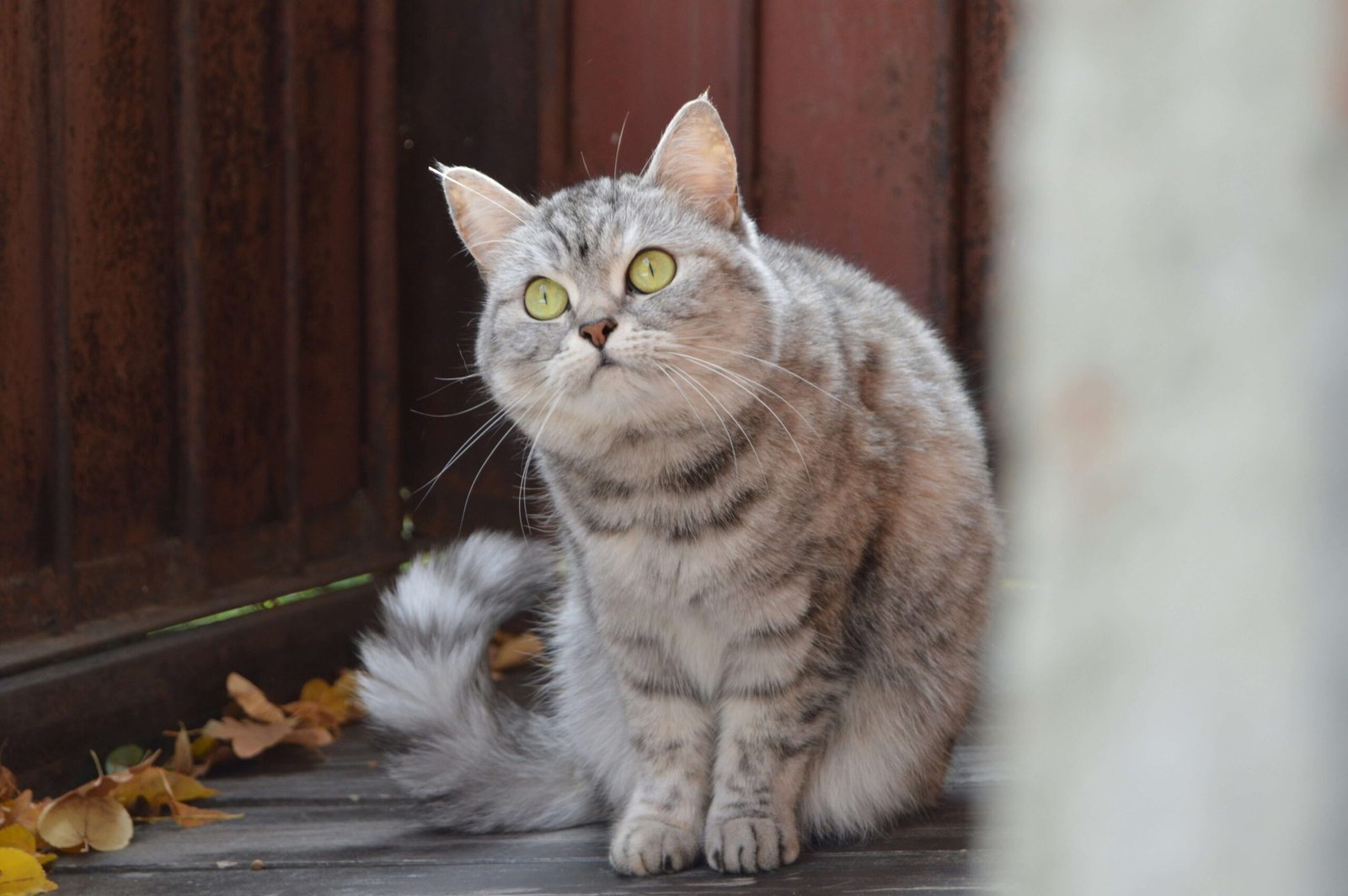Cat Gave Birth to One Kitten but Still Looks Pregnant: Best 7 Tips