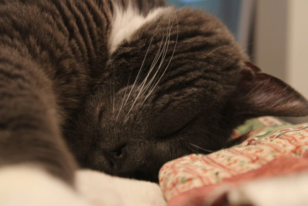 Can a Spayed Cat Go Into Heat? Best 7 Health Tips!