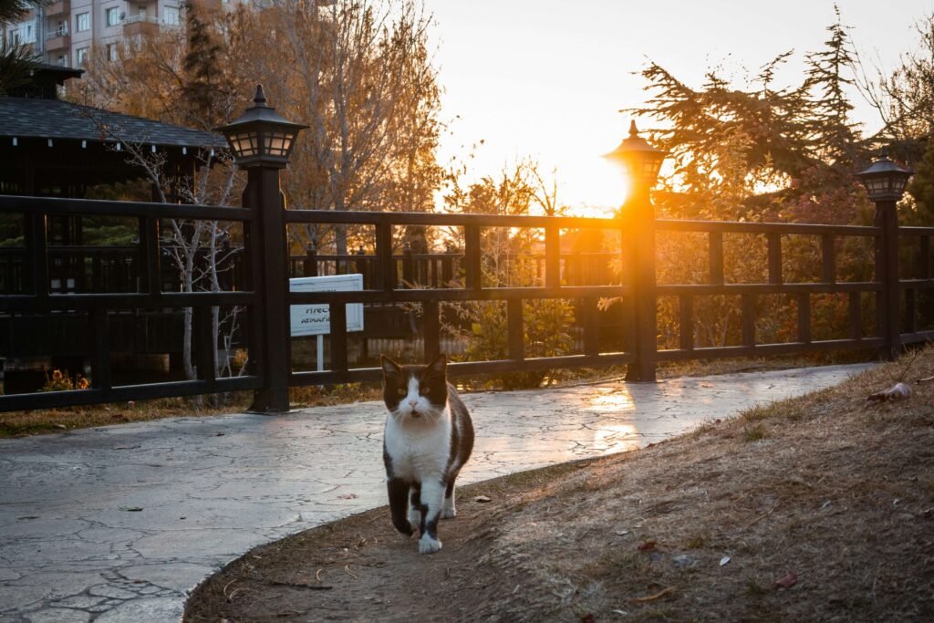 Japanese Cat Breeds: Best 7 Expert Tips!