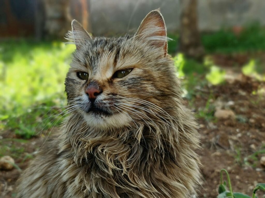 Are You Supposed to Trim Cat Whiskers? Best 7 Tips!