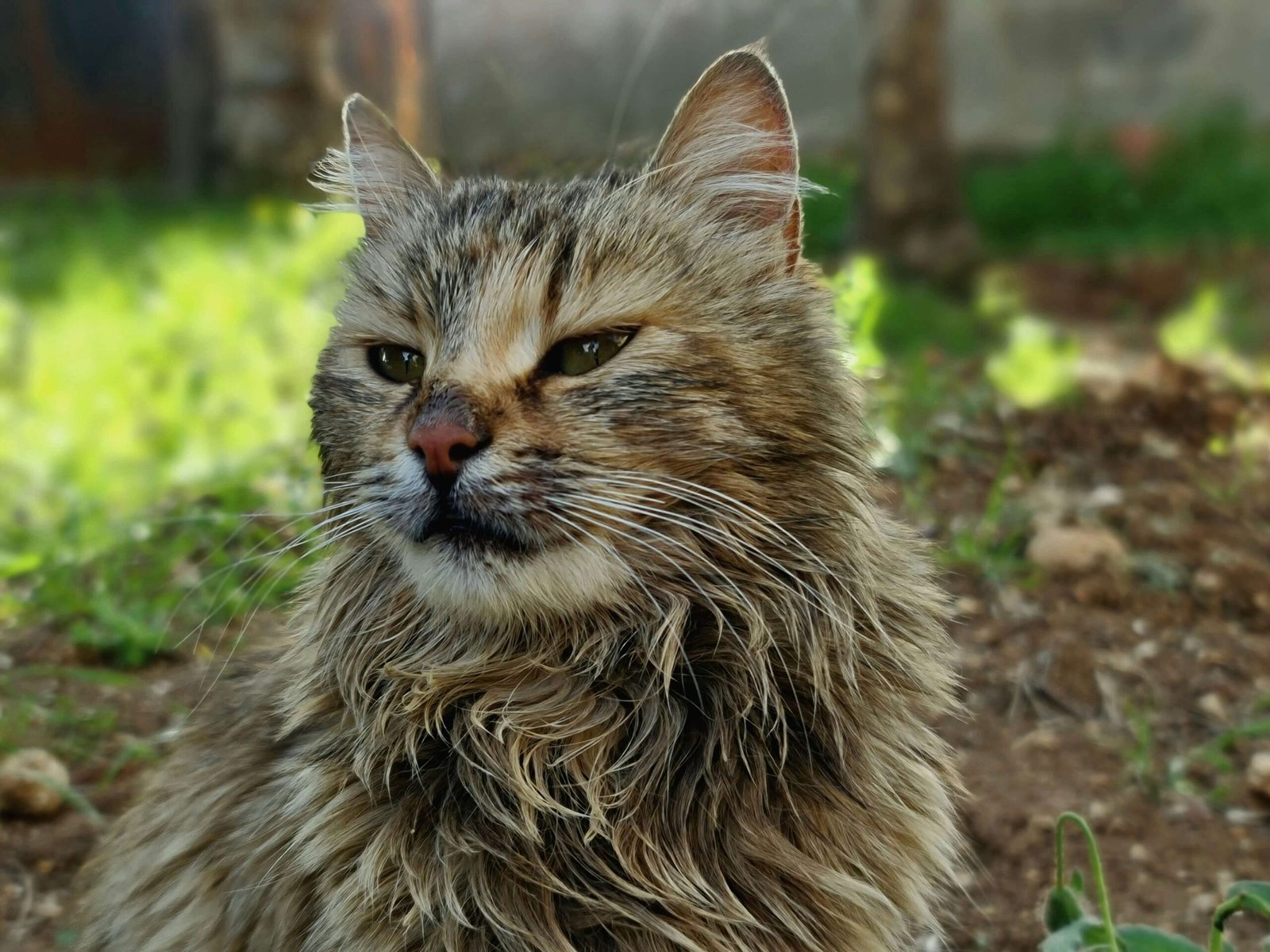 Are You Supposed to Trim Cat Whiskers? Best 7 Tips!