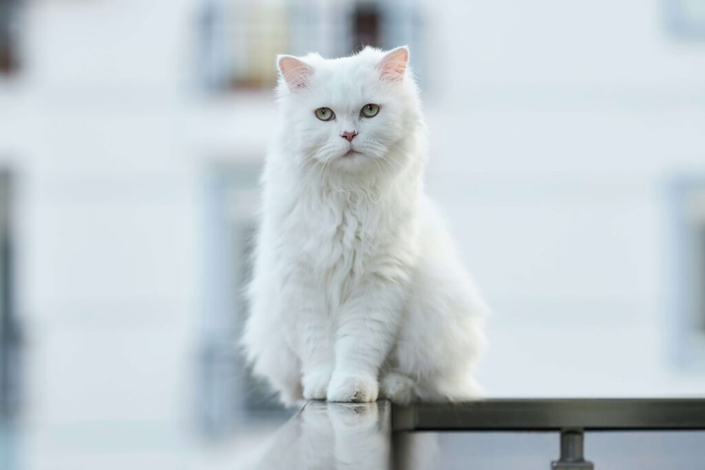 Why Does My Cat Lick Me and Not My Husband? Best 7 Tips!