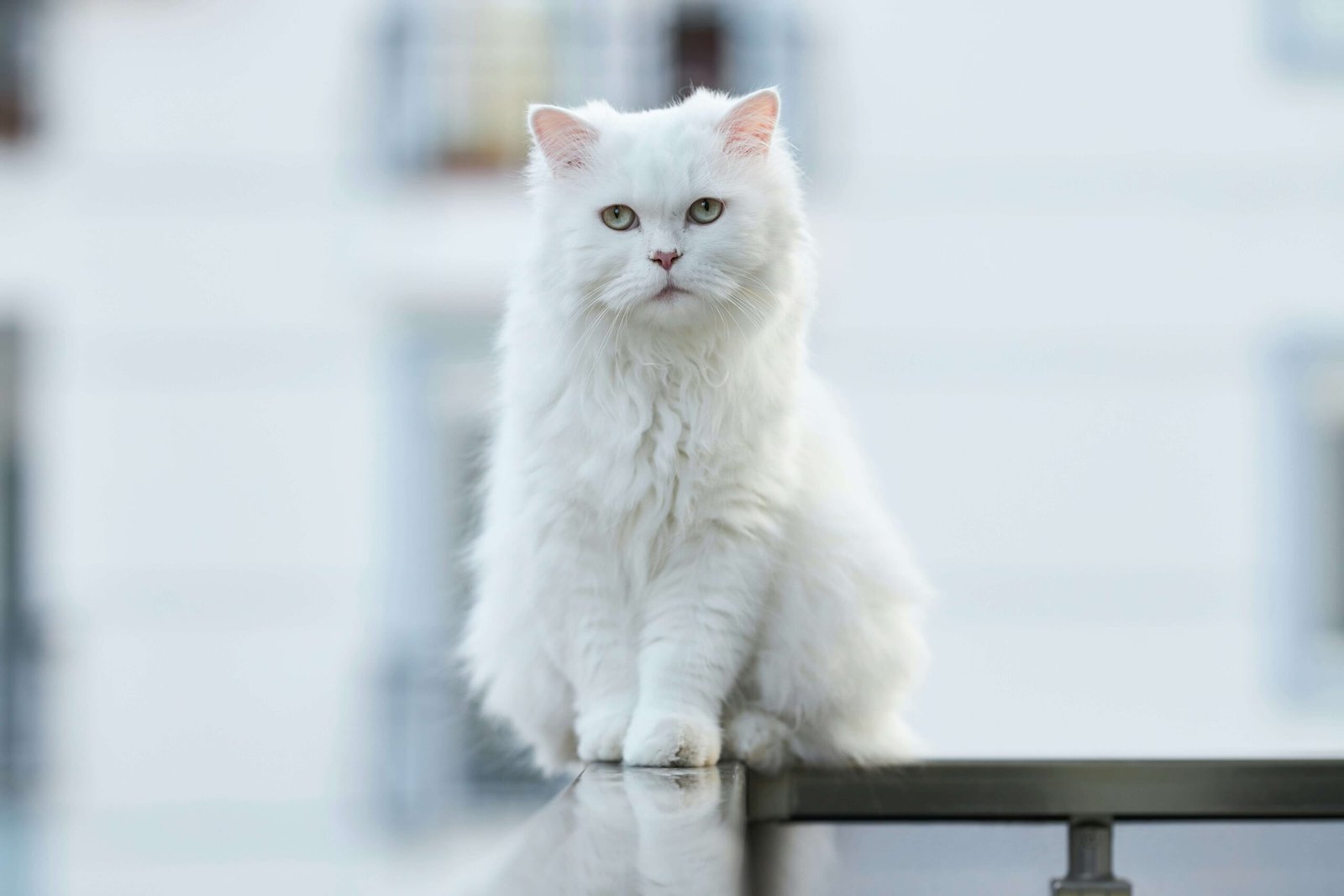 Why Does My Cat Lick Me and Not My Husband? Best 7 Tips!