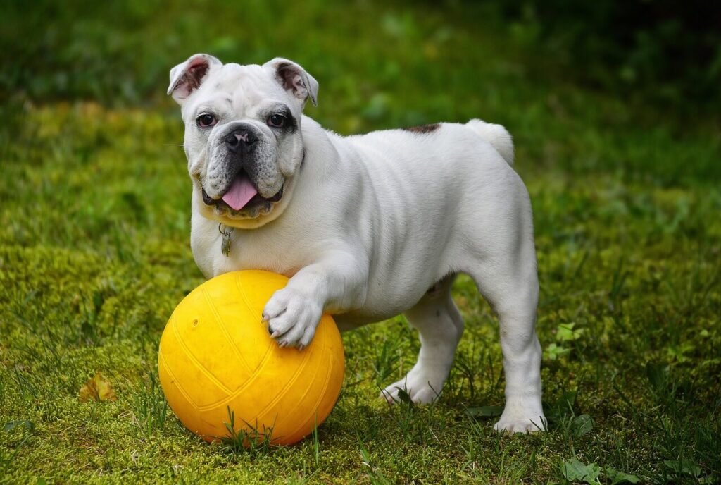 How to Stop a Male Dog from Smelling a Female in Heat:: Best 7 Tips