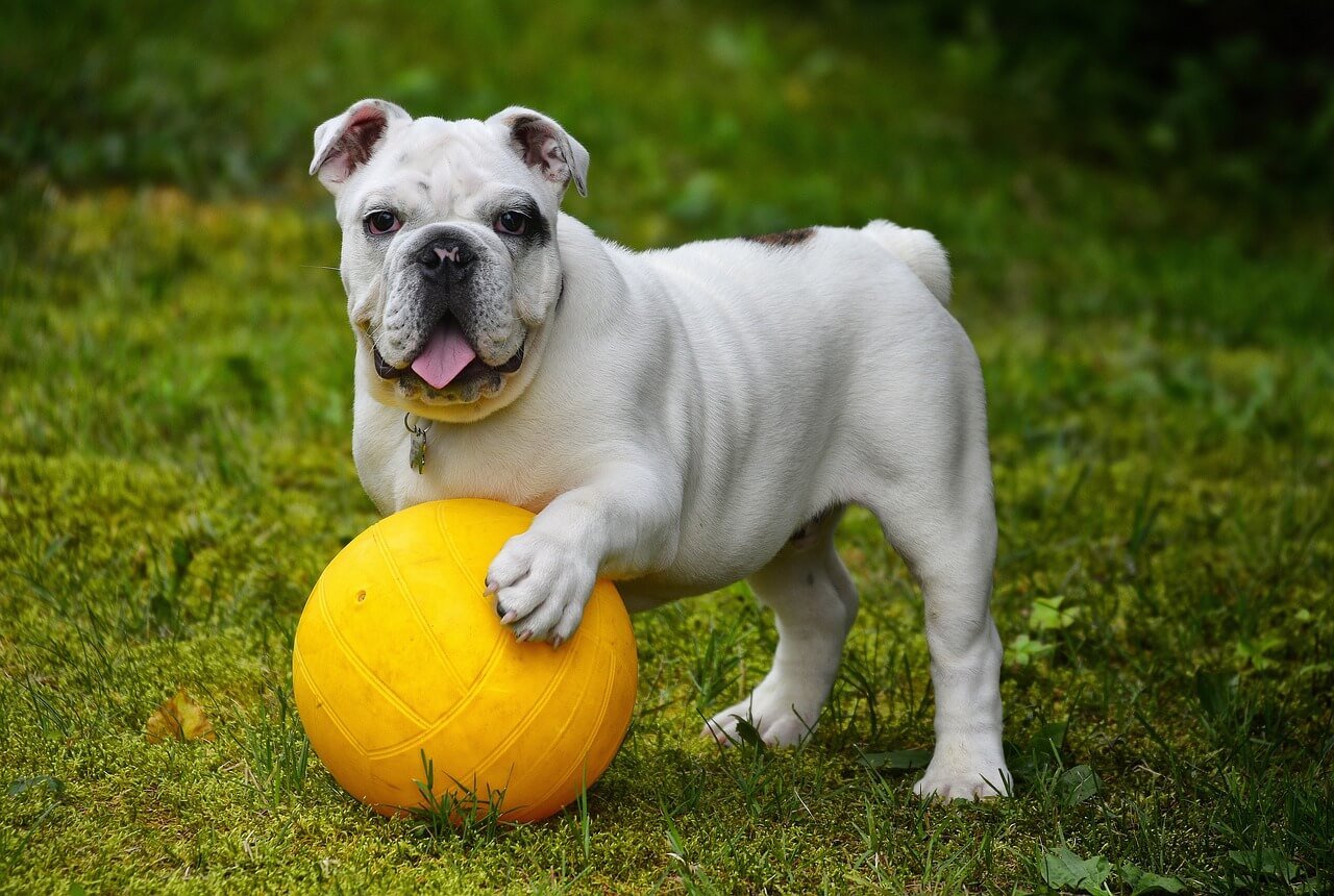 How to Stop a Male Dog from Smelling a Female in Heat:: Best 7 Tips