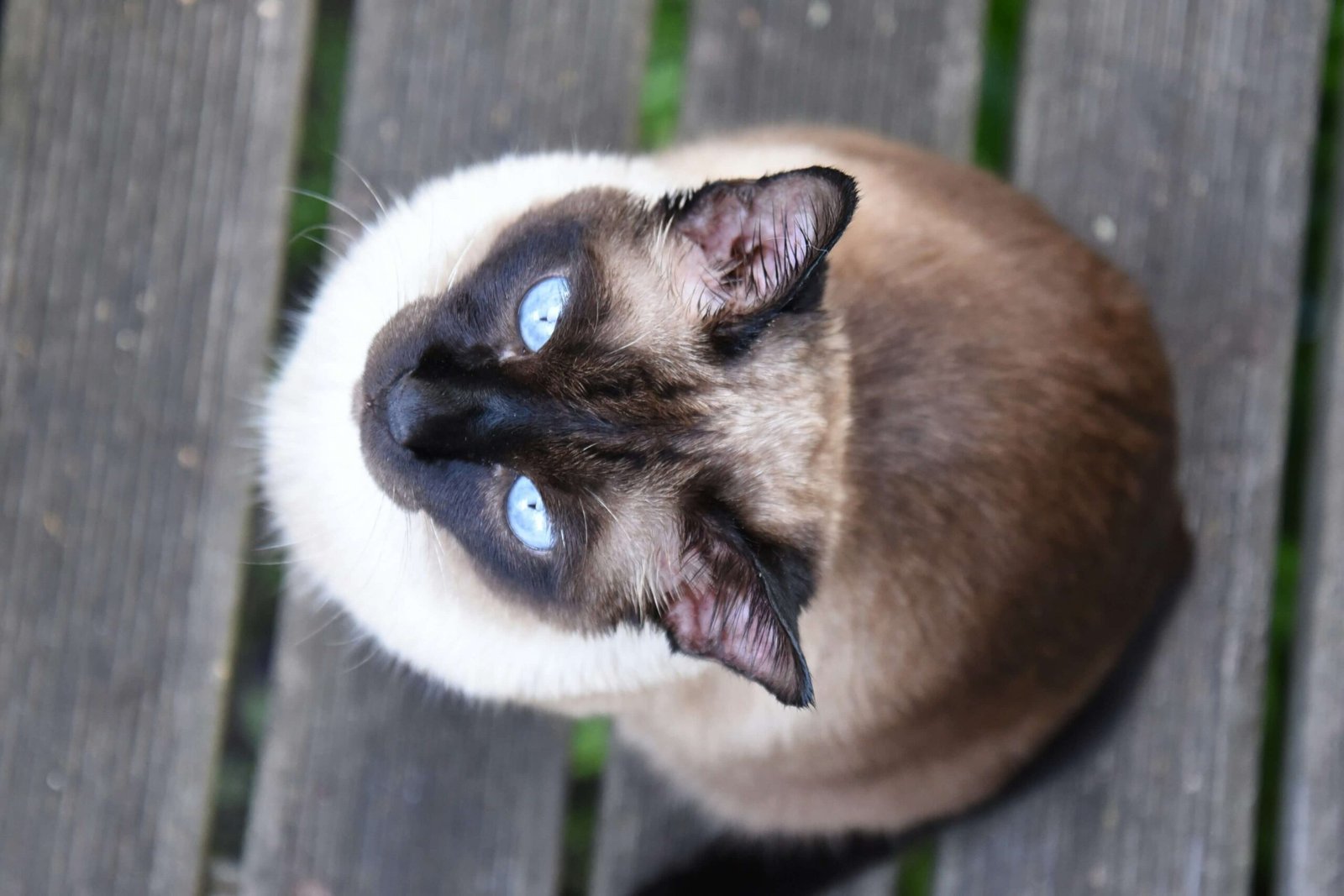 Warning Signs Your Cat Is Crying for Help: Best 7 Tips!
