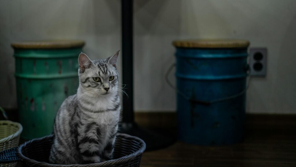 Cat Sitting in the Litter Box Doing Nothing: Best 7 Tips!