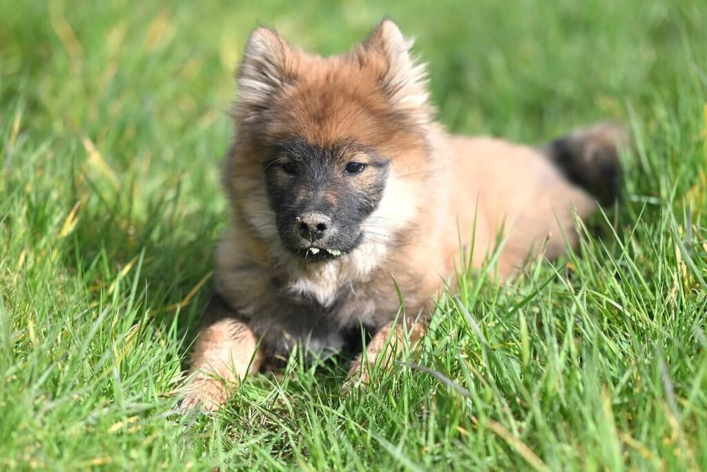 Why Does My Dog Eat Everything? Best 7 Behavior Tips!