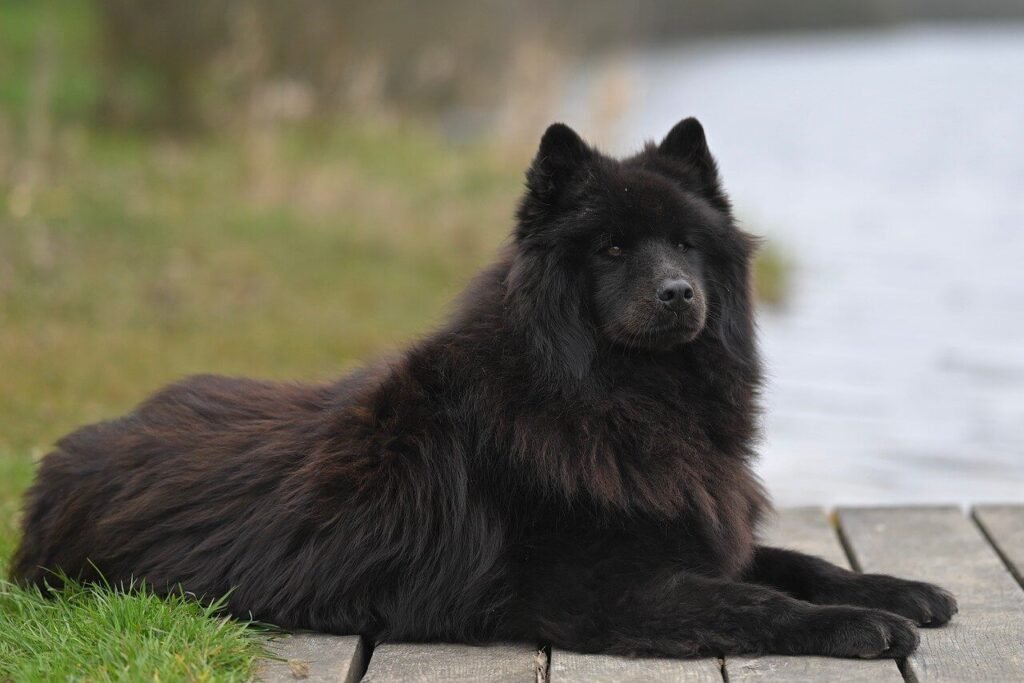Caring for a Dog in the Last Days of Kidney Failure: Best 7 Tips