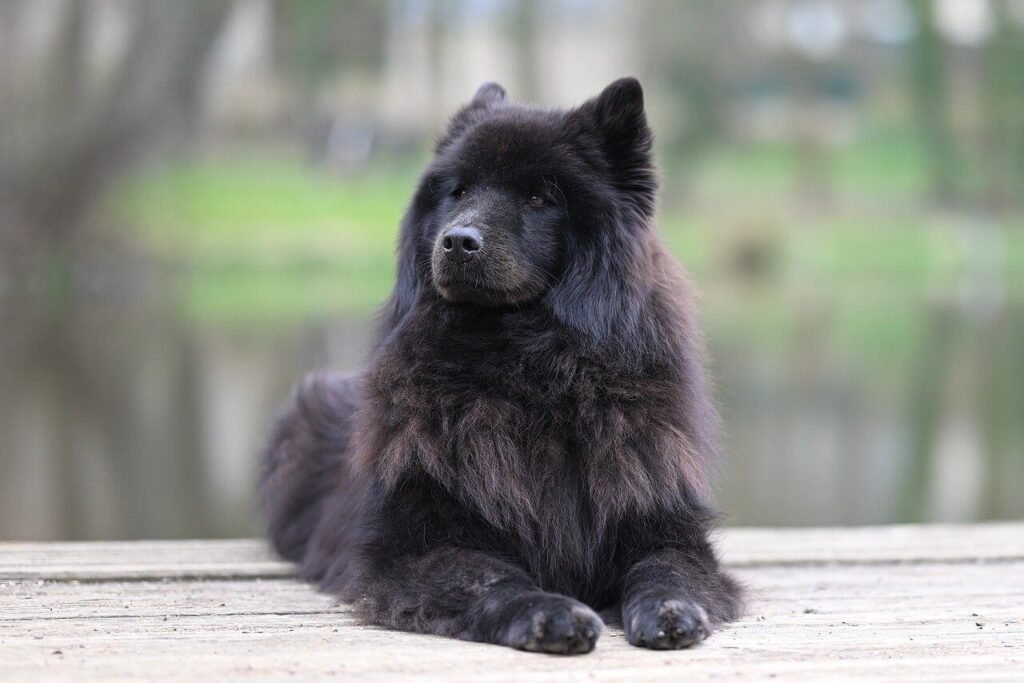 How Many Nipples Does a Dog Have? Best 7 Expert Tips!