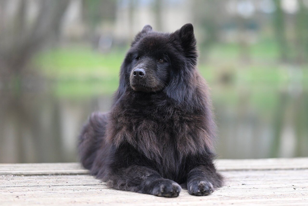 How Many Nipples Does a Dog Have? Best 7 Expert Tips!