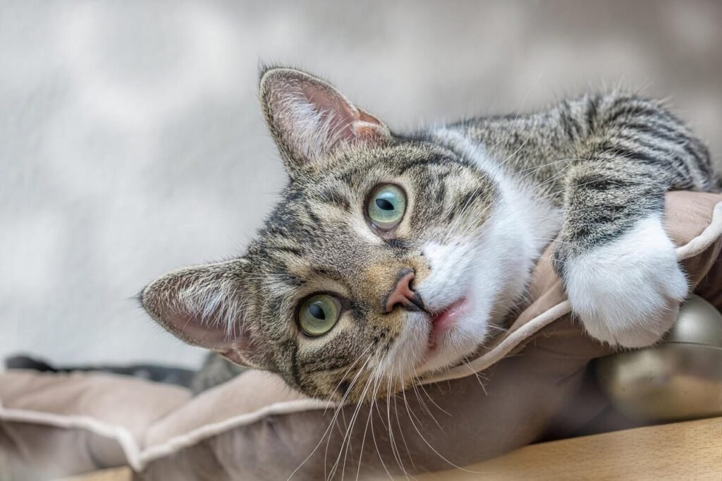 Understanding Perineal Urethrostomy in Cats: Best 7 Tips!