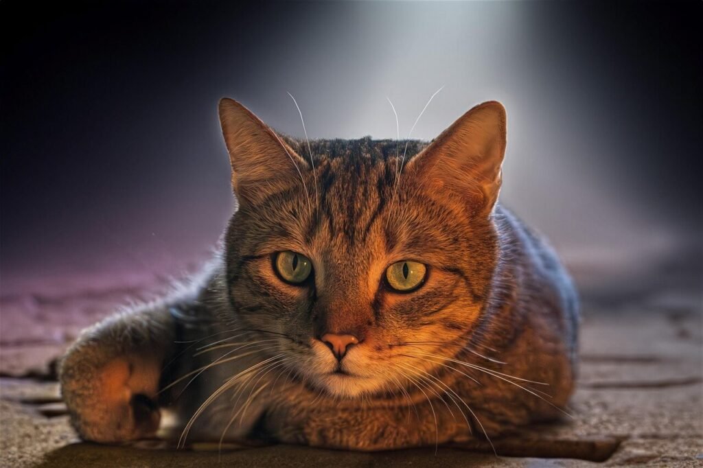 What Can I Feed a Stray Cat? Best 7 Expert Tips!