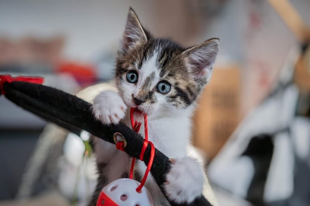 Why Does My Cat Touch My Face? Best 7 Behavior Tips!