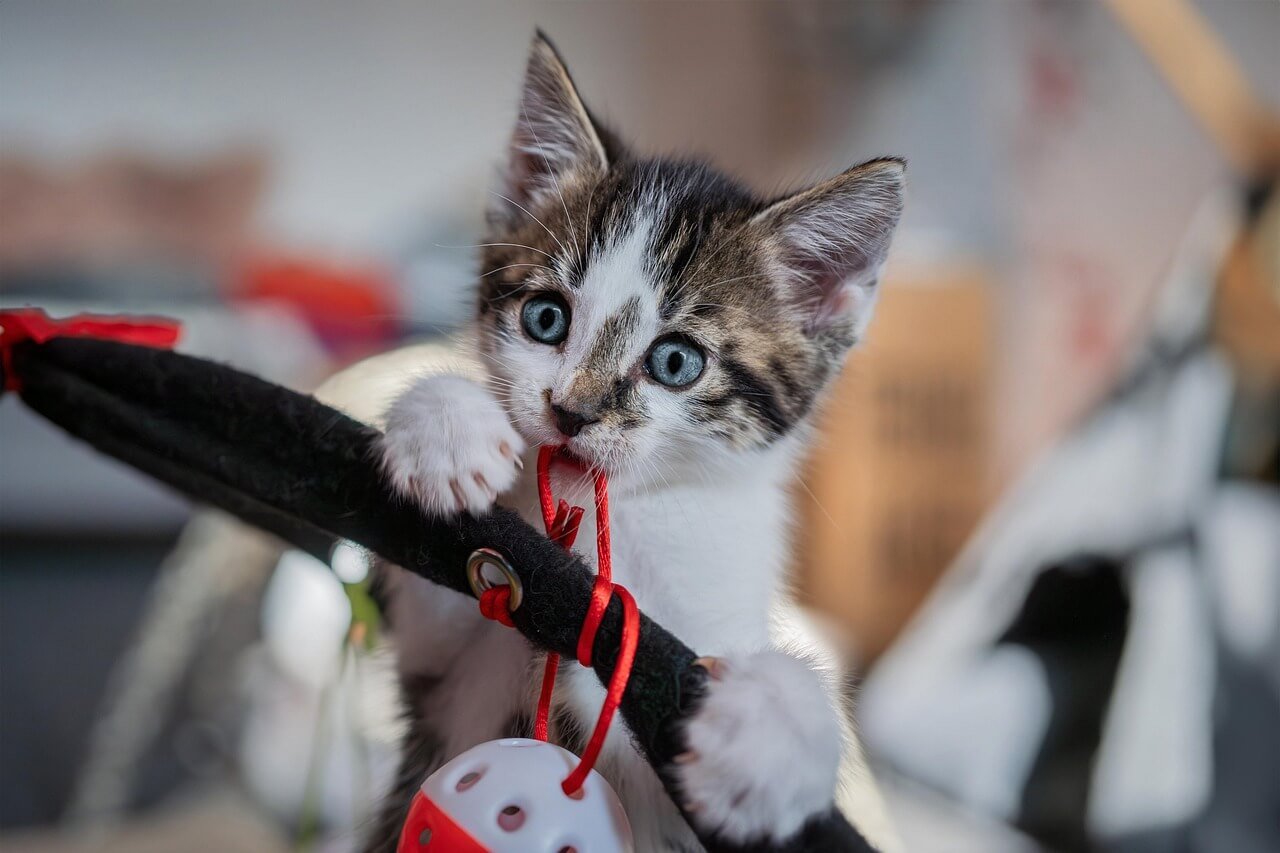 Why Does My Cat Touch My Face? Best 7 Behavior Tips!