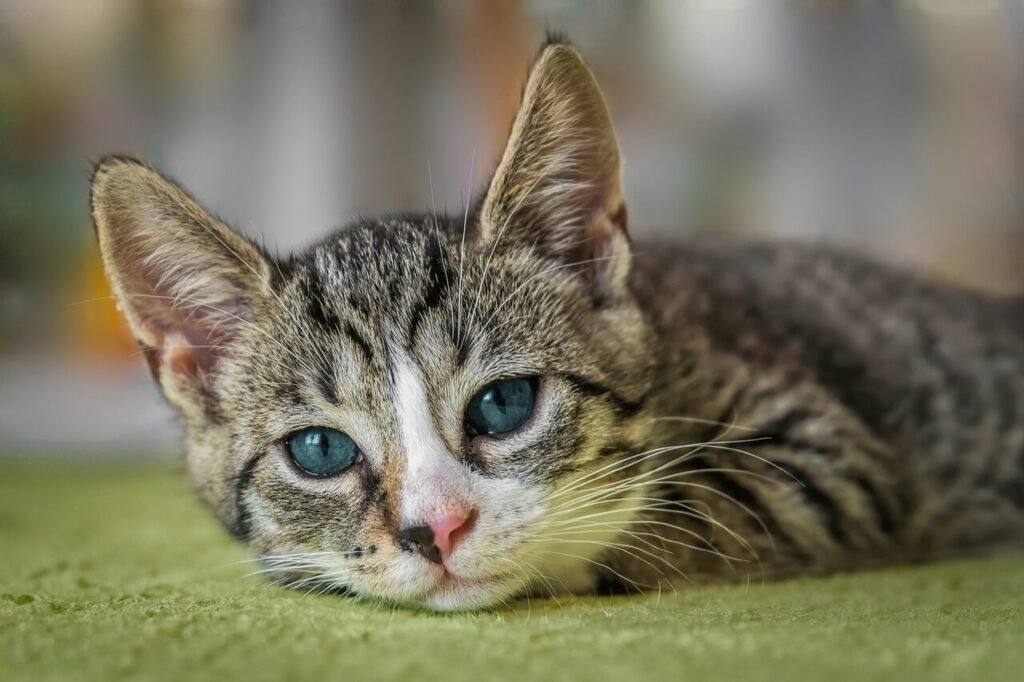 Why Do Cats Love Sleeping Above Our Heads? Best 7 Tips!