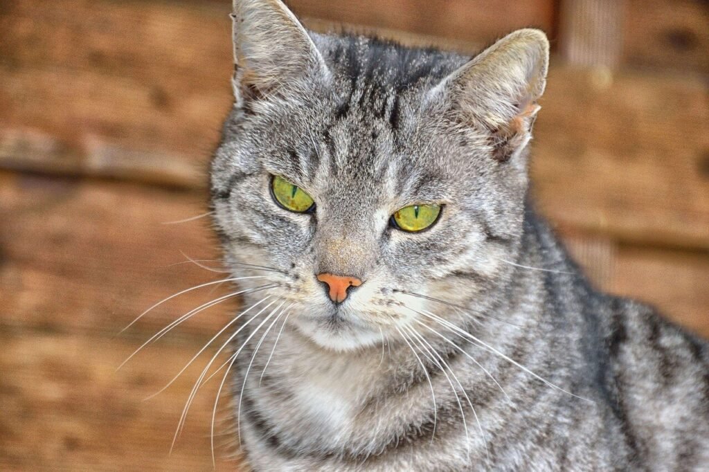 Understanding Skin Tags on Cats: Best 7 Expert Health Tips!