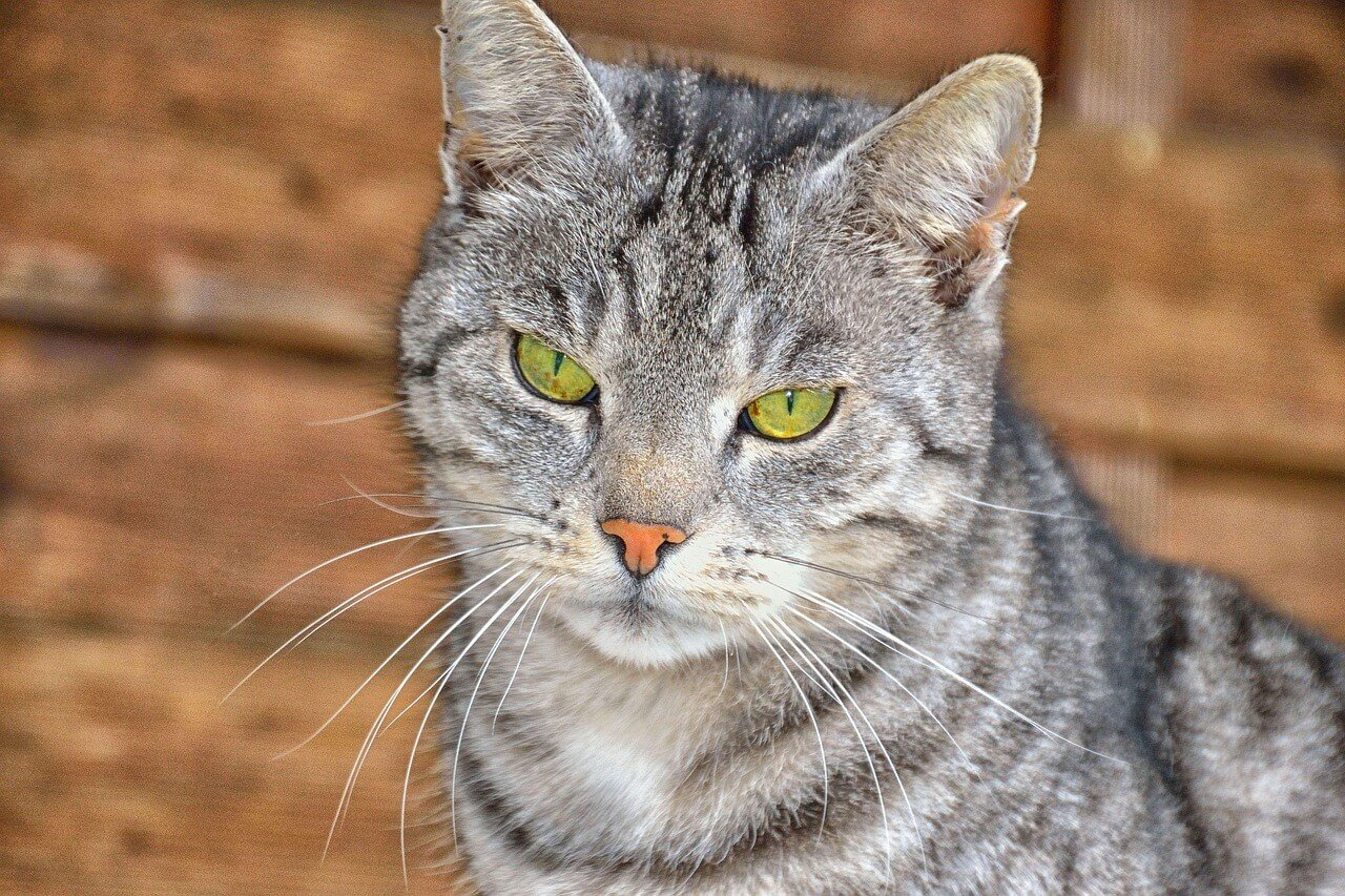 Understanding Skin Tags on Cats: Best 7 Expert Health Tips!