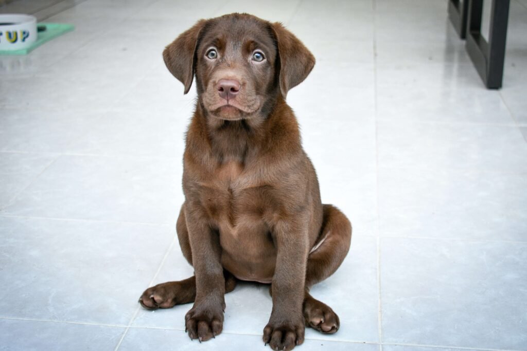 Can a Dog Have Down Syndrome? Best 7 Expert Tips!