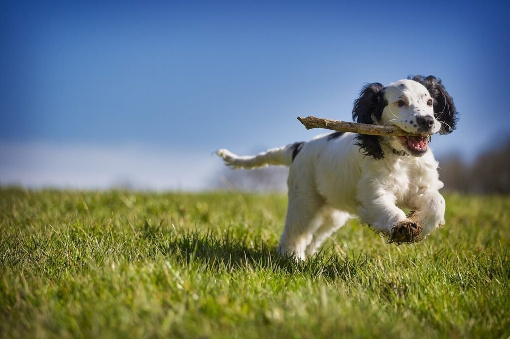 Why Did My Dog Eat Deer Poop? Best 7 Expert Tips!