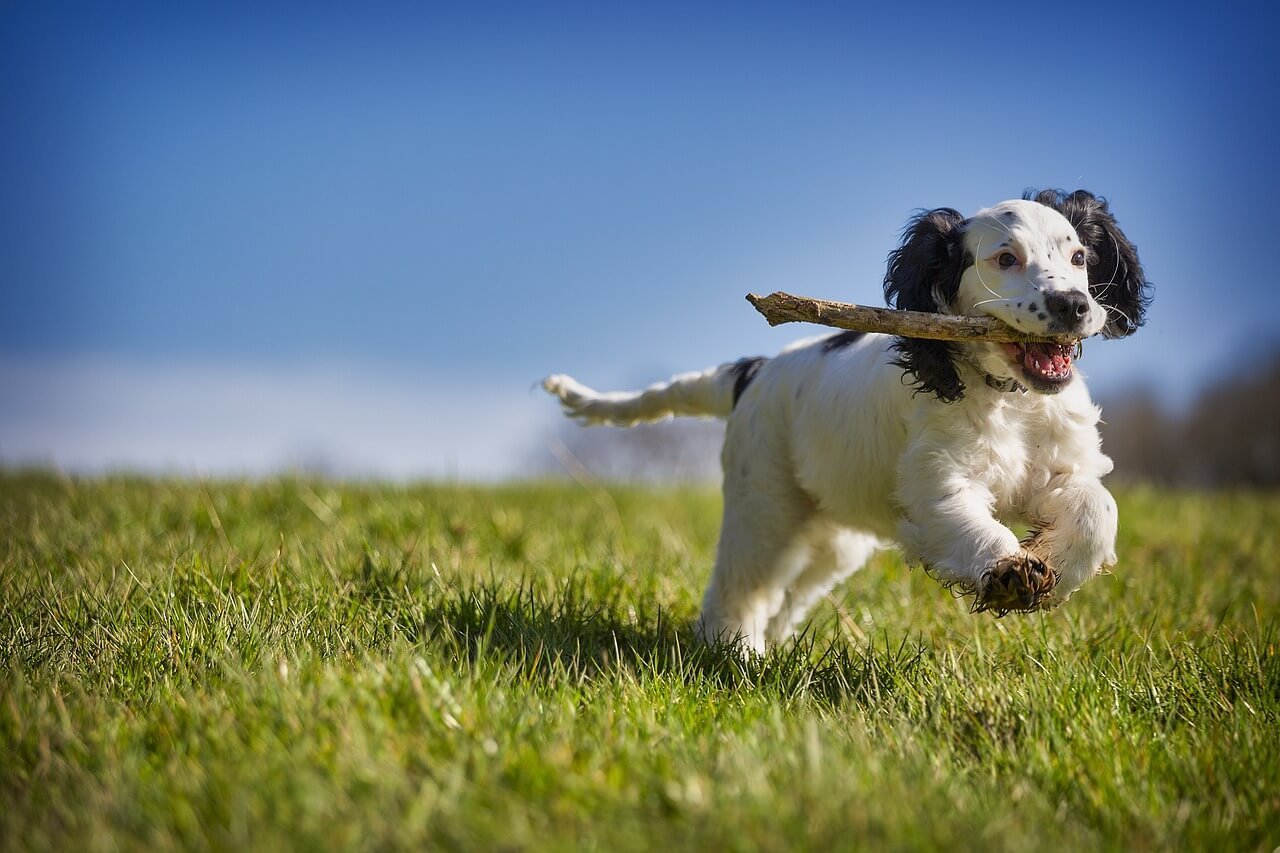 Why Did My Dog Eat Deer Poop? Best 7 Expert Tips!