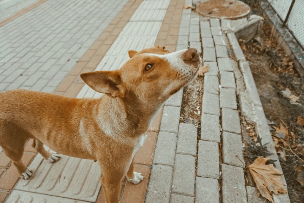 Why Your Dog Wont Wear a Cone After Neutering: Best 7 Tips!