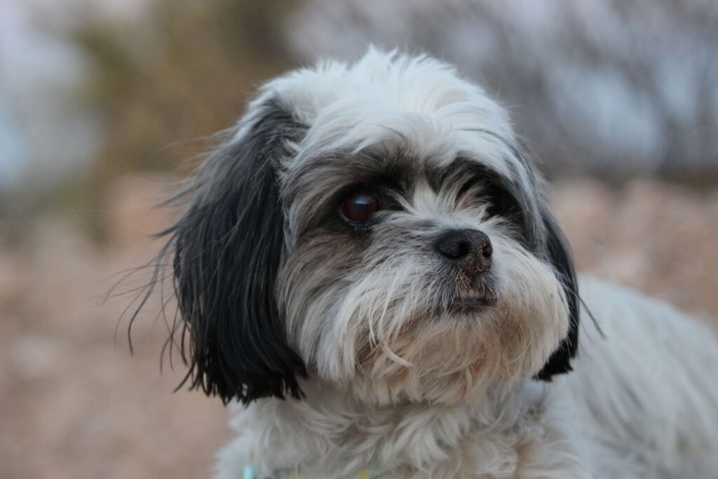 Strong Girl Dog Names: Best 7 Expert Tips!