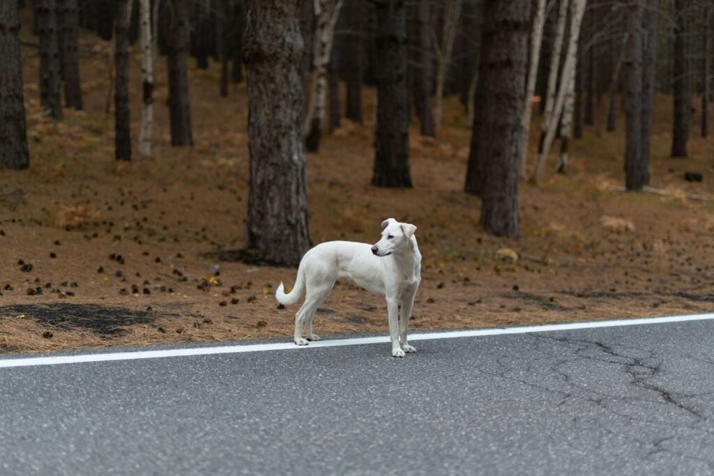 Why Is My Dog Wheezing? Best 7 Expert Tips!