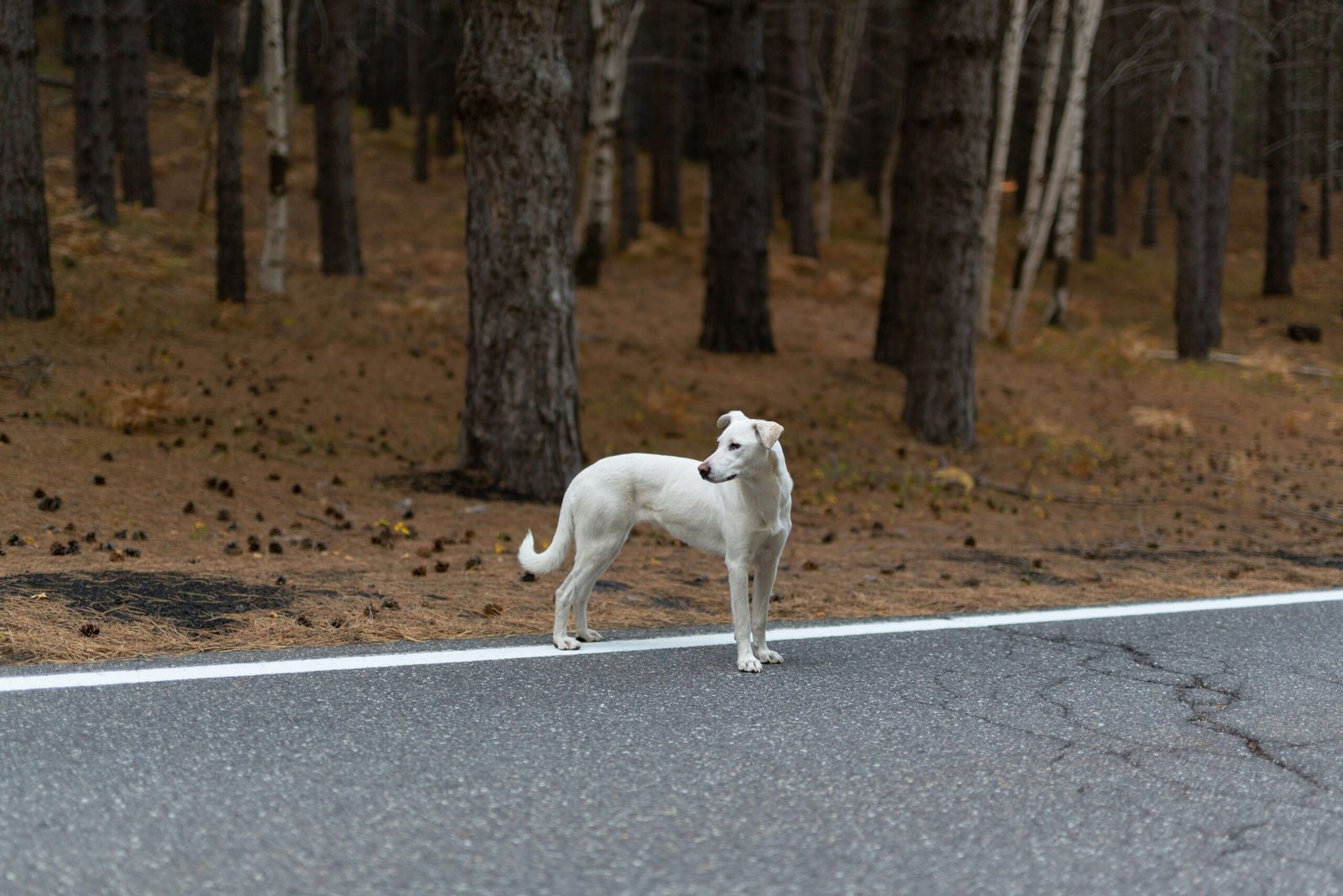 Why Is My Dog Wheezing? Best 7 Expert Tips!
