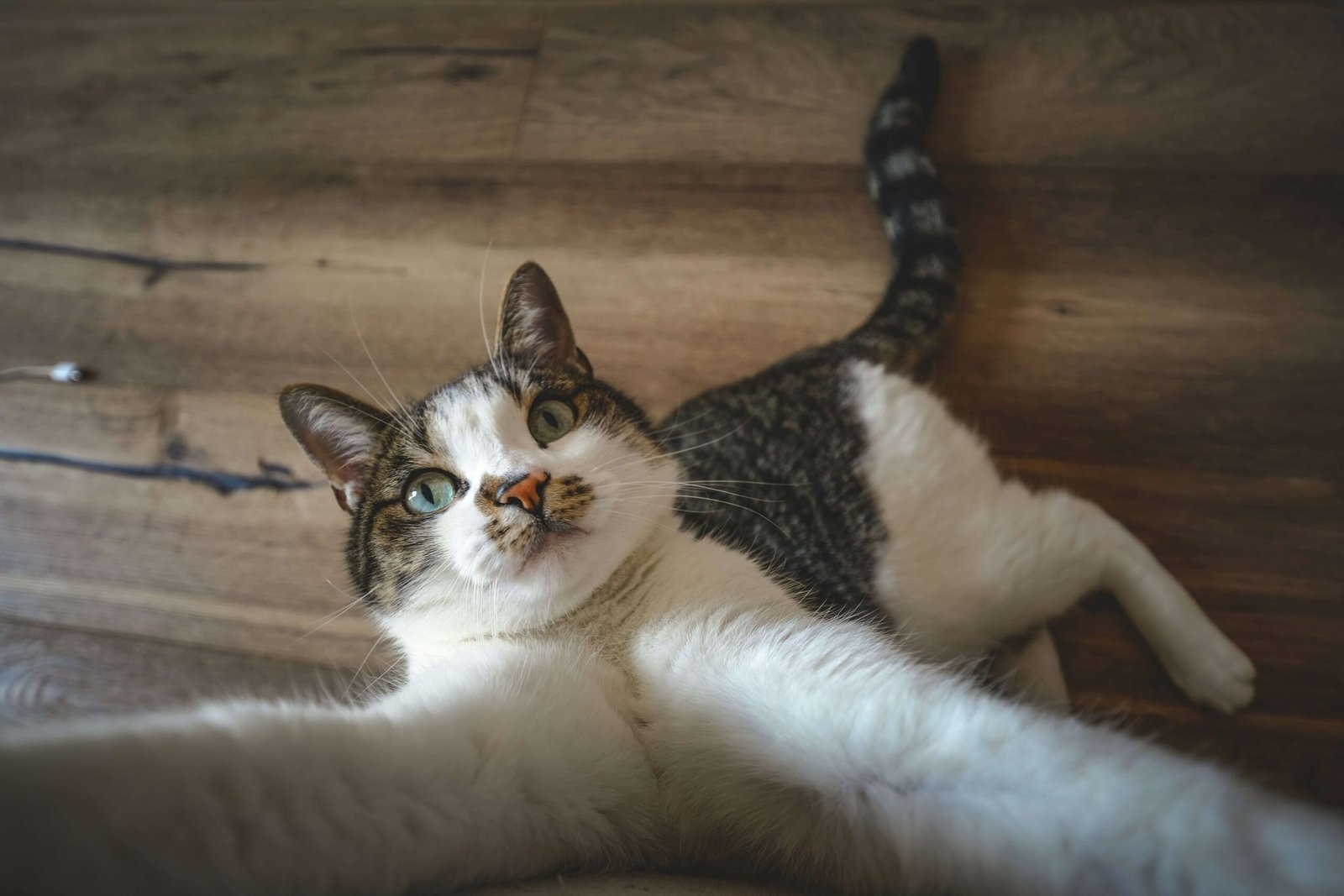 Understanding Cat Cheek Swelling: Best 7 Expert Tips!