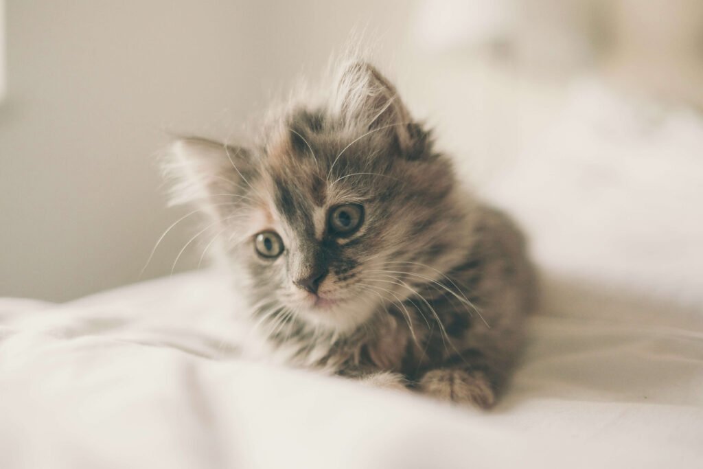 Why Is My New Cat Not Eating? Best 7 Health Tips!