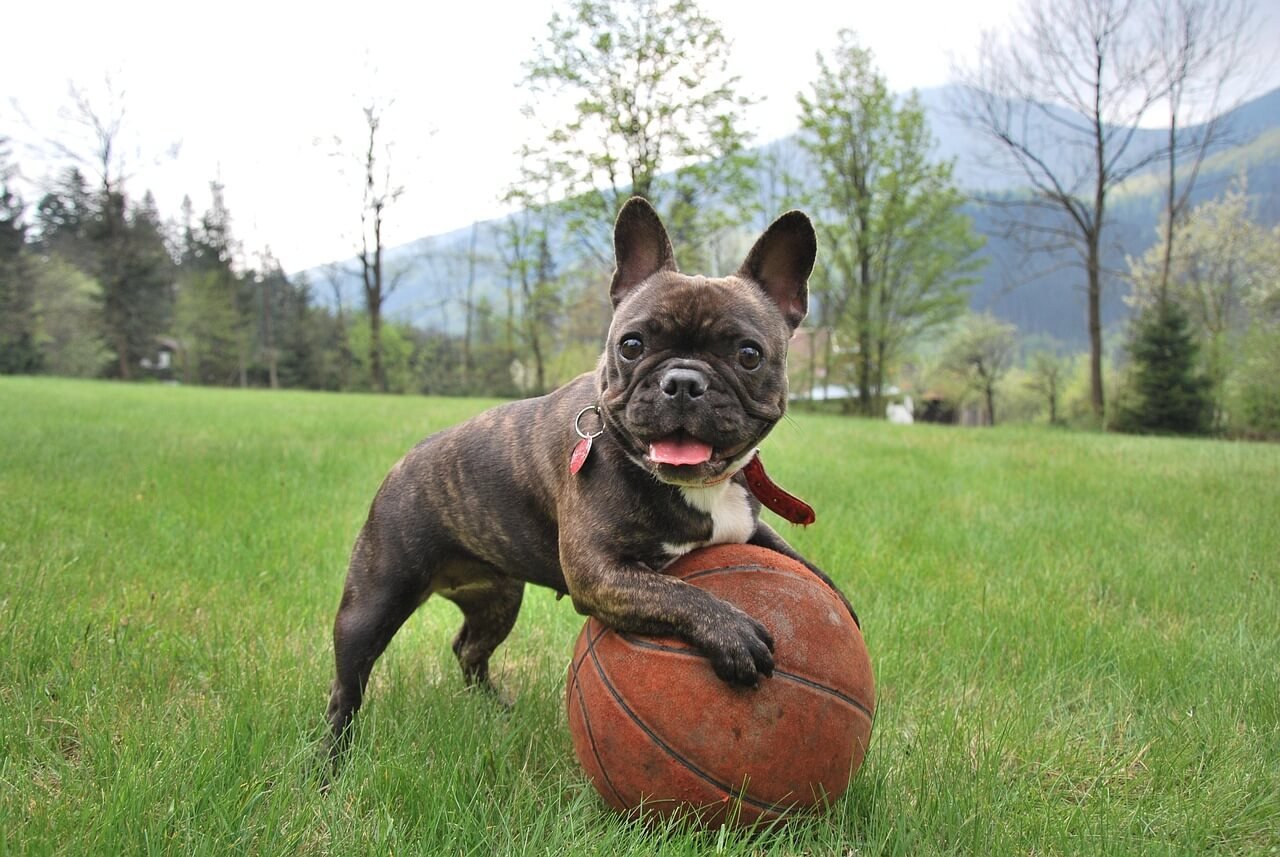 The Costs of Dog Tumor Removal: Best 7 Expert Tips!