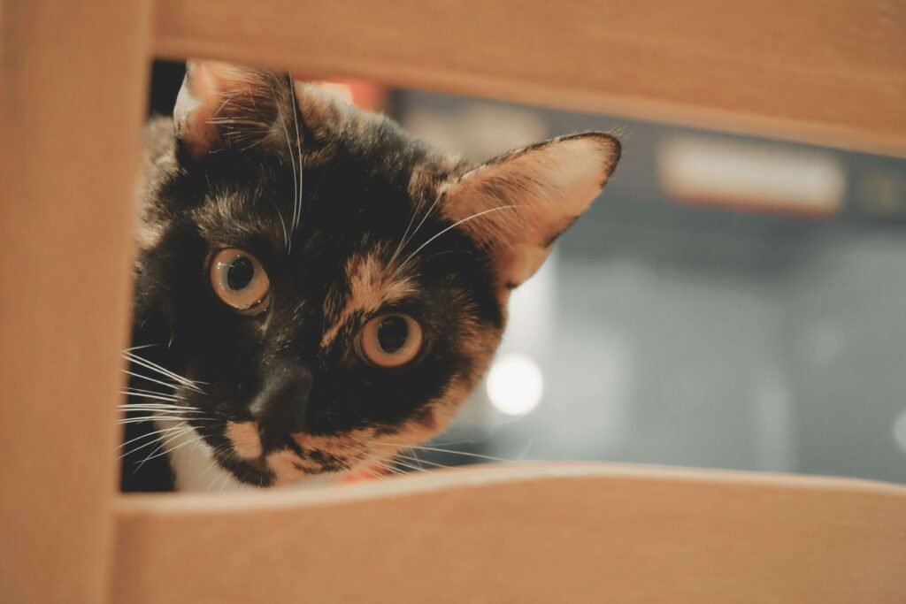 Why Does My Cat Walk in Front of Me? Best 7 Expert Tips!