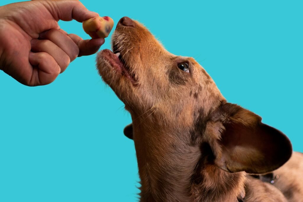 Why Blueberry Dog Treats Are a Pawsome: Best 7 Expert Tips!