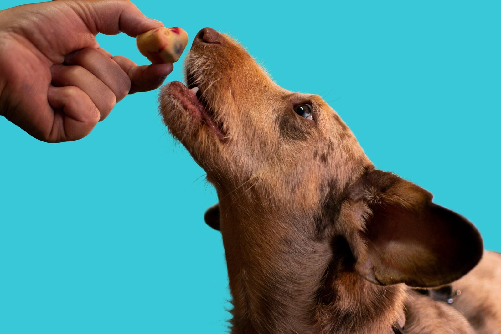 Why Blueberry Dog Treats Are a Pawsome: Best 7 Expert Tips!