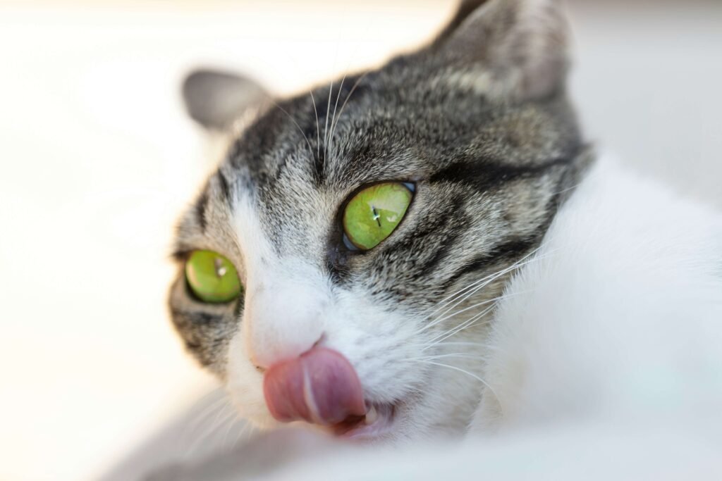 How Long Can You Safely Leave Wet Cat Food Out? Best 7 Tips!